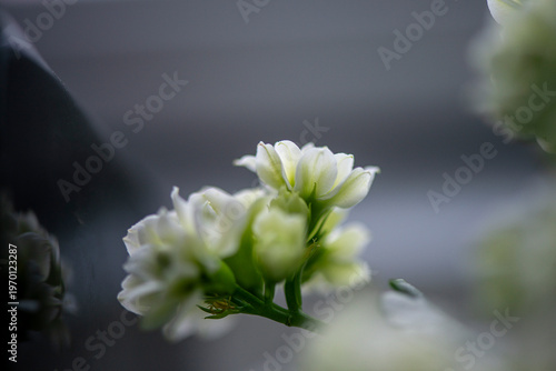Delicate white flower petals captured in soft focus with dreamy bokeh and a calm natural background