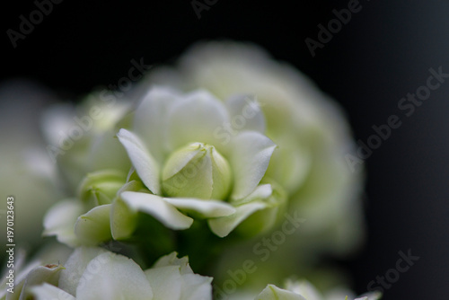 Delicate white flower petals captured in soft focus with dreamy bokeh and a calm natural background