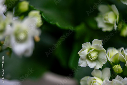 Delicate white flower petals captured in soft focus with dreamy bokeh and a calm natural background
