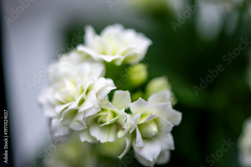 Delicate white flower petals captured in soft focus with dreamy bokeh and a calm natural background