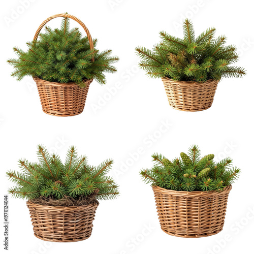 Four fir branches in wicker baskets