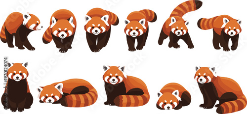 Red Panda Vector Set Showing Different Poses Sitting, Standing, Walking, and Resting Illustrations for Wildlife, Nature, Cartoon, and Animal Designs