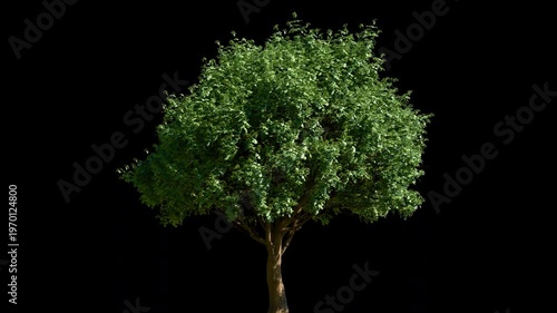 Lush green deciduous tree with swaying branches and leaves blowing in wind on transparent background loop