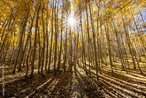 Aspen forest in Fall