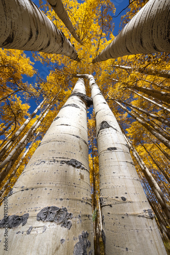 Tall Aspen Tree in Autumn
