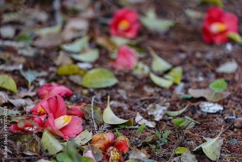落ちた椿の花03