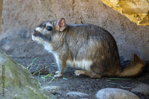 Fotografie Vizcacha of the pampas, large rodent of the Argentine plains