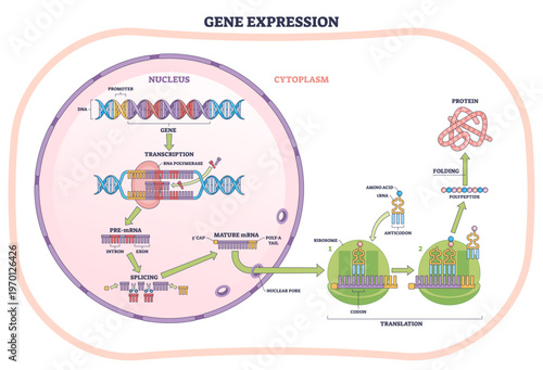 Gene expression process shows DNA, mRNA, and ribosome building a protein across nucleus to cytoplasm, transcription to translation flow, transparent background.