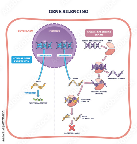 Gene silencing outline shows RNAi blocking protein synthesis, DNA to mRNA disrupted by siRNA-RISC, leading to mRNA degradation, key objects, nucleus DNA, mRNA, RISC complex, transparent background.