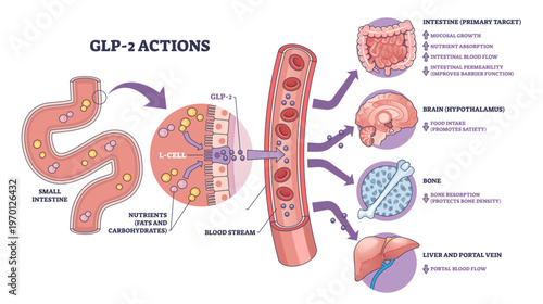 GLP-2 actions overview shows how intestinal L-cells release hormone to bloodstream affecting gut, brain, and bone, key objects, small intestine, blood vessel, organs, transparent background.