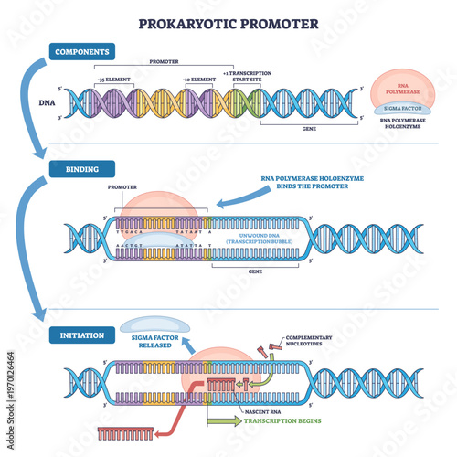 Prokaryotic promoter outline visualizes transcription initiation, highlighting DNA helix, RNA polymerase holoenzyme, and sigma factor with -10--35 sites and start point flow, transparent background.