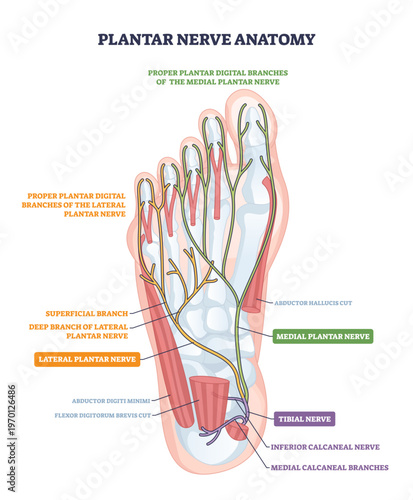 Plantar nerves anatomy sketch maps sensory pathways in the sole, highlighting medial plantar nerve, lateral plantar nerve, and tibial nerve for educational clarity, transparent background.