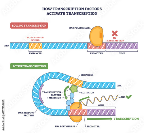 Transcription factors diagram, activator binds enhancer, DNA loops, RNA polymerase engages promoter to turn gene expression on, key objects, DNA helix, RNA polymerase, activator.