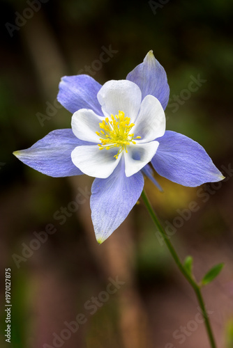 Single Columbine Bloom