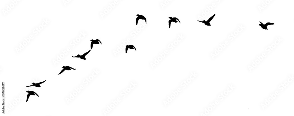 Obraz premium flock of birds flying isolated on clear background 