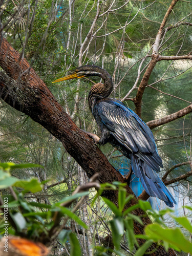 Kormoran