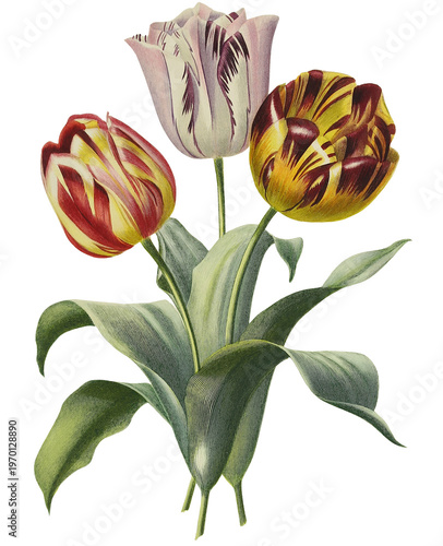 Konstfotografi Vintage Botanical Illustration of Three Broken Tulips with Streaked Petals, Tran