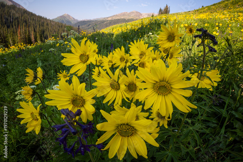 Sunflower Field
