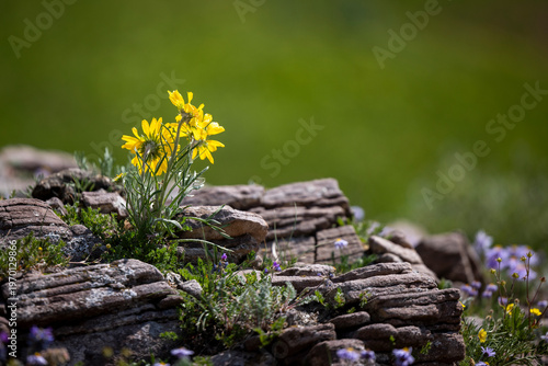 Sunflowers in Rock