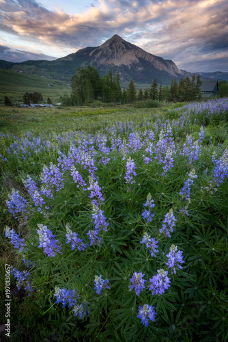 Lupine Majesty