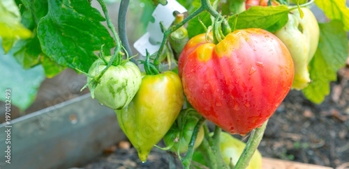 Red heart tomatoes growing in the summer garden.