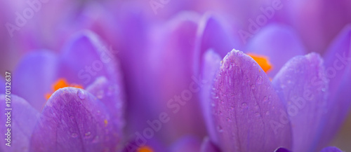 Blooming purple crocuses in close-up on a blurred background