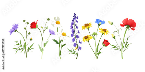 Colorful assortment of summer wildflowers illustration, vector