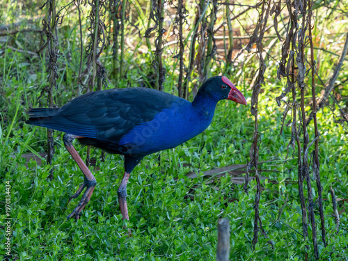 Purpurhuhn