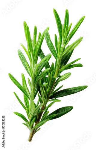 PNG Fresh rosemary herb illustration.