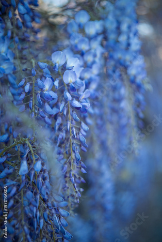 Close-up of beautiful blooming wisteria flowers against a soft, blurred background. The image highlights the delicate purple petals and the elegant cascading structure of the blossoms