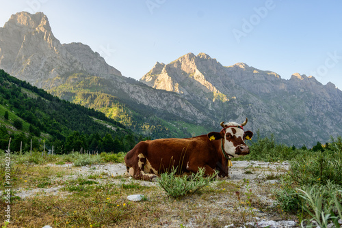 A brown and white cow with a bell rests peacefully in a gravelly field with green bushes, backed by imposing Valbona Valley mountains under morning light in Albania.