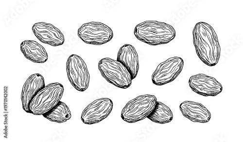 Hand Drawn Raisin Collection Vector Sketch with Realistic Wrinkled Texture Isolated on White Background