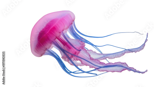 Fototapeta na wymiar Translucent pink jellyfish pulsing displaying long blue tentacles and delicate, flowing form
