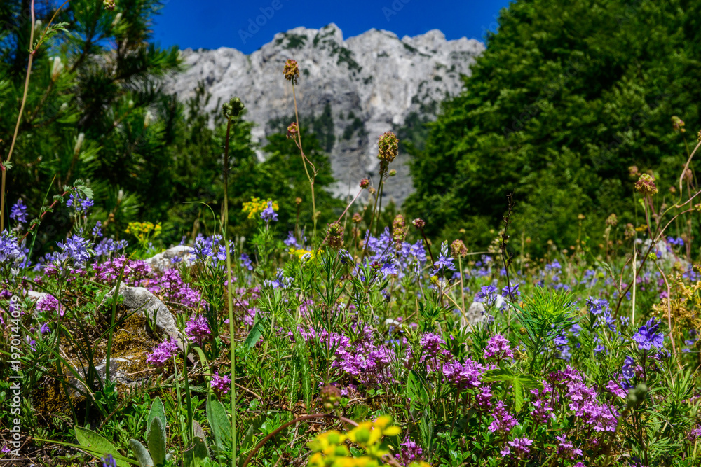 Obraz premium A vibrant array of purple, blue, and yellow wildflowers blanket a grassy meadow, with a towering, grey, rocky mountain face dominating the background in Valbona Valley, Albania.