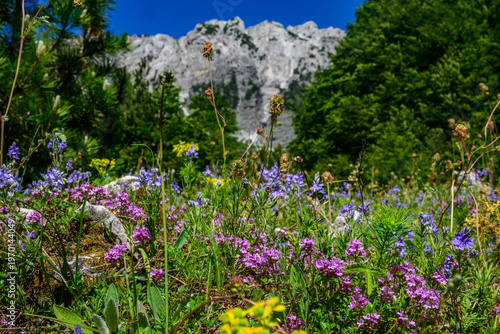 A vibrant array of purple, blue, and yellow wildflowers blanket a grassy meadow, with a towering, grey, rocky mountain face dominating the background in Valbona Valley, Albania.