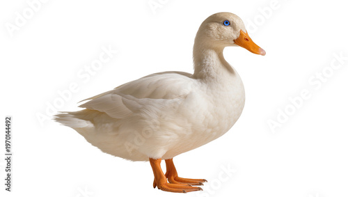 Fotografija Creamy white Pekin duck standing, displaying orange beak and feet