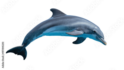 Canvas Print Sleek gray dolphin swimming gracefully, displaying smooth skin and a pointed sno