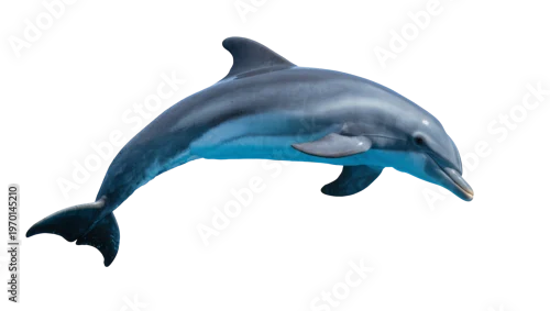 Fototapeta samoprzylepna Sleek gray dolphin swimming gracefully, displaying smooth skin and a pointed snout