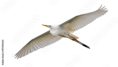 Konstfotografi Elegant Great Egret soaring gracefully, displaying expansive feathered wings mid