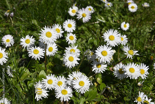 Wallpaper Mural gänseblümchen Torontodigital.ca