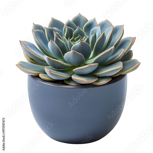 Elegant Blue Echeveria Succulent in a Matching Minimalist Ceramic Pot Isolated on White transparent
