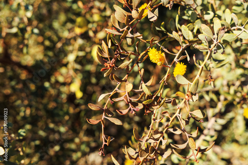 Foto Close-up of Leatherleaf Acacia (Acacia craspedocarpa) or Mulga Acacia (Acacia an