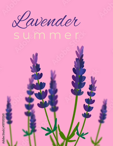 Lavender Summer Banner with Blooming Lavender Flowers on Pink Background