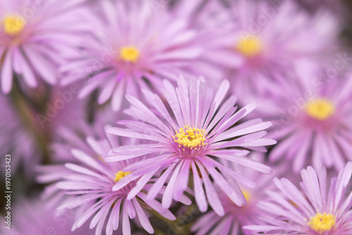 A soft, dreamy close-up of delicate pink-purple flowers with bright yellow centers, captured in shallow focus against a gently blurred background.