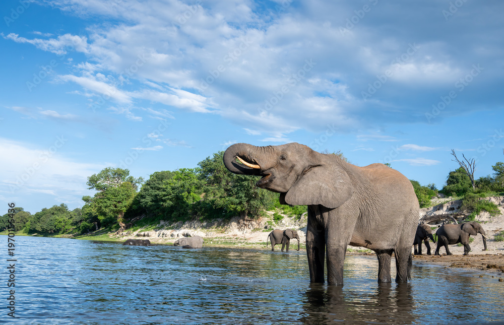 Fototapeta premium African bush elephant standing in the CHobe River in Chobe National Park.