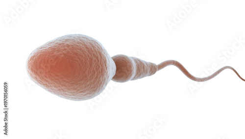 Cuadro en lienzo Detailed human sperm cell showing head midpiece, and tail structure