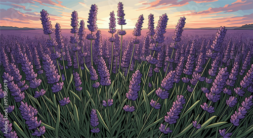 Lavender field at sunset vector illustration with blooming purple lavender flowers scenic countryside landscape aromatic herb farm nature background