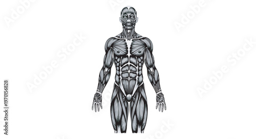 detailed human muscle anatomy silhouettes