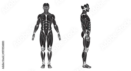 human body anatomy black silhouettes full body front and side view