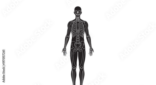 human body anatomy black silhouettes